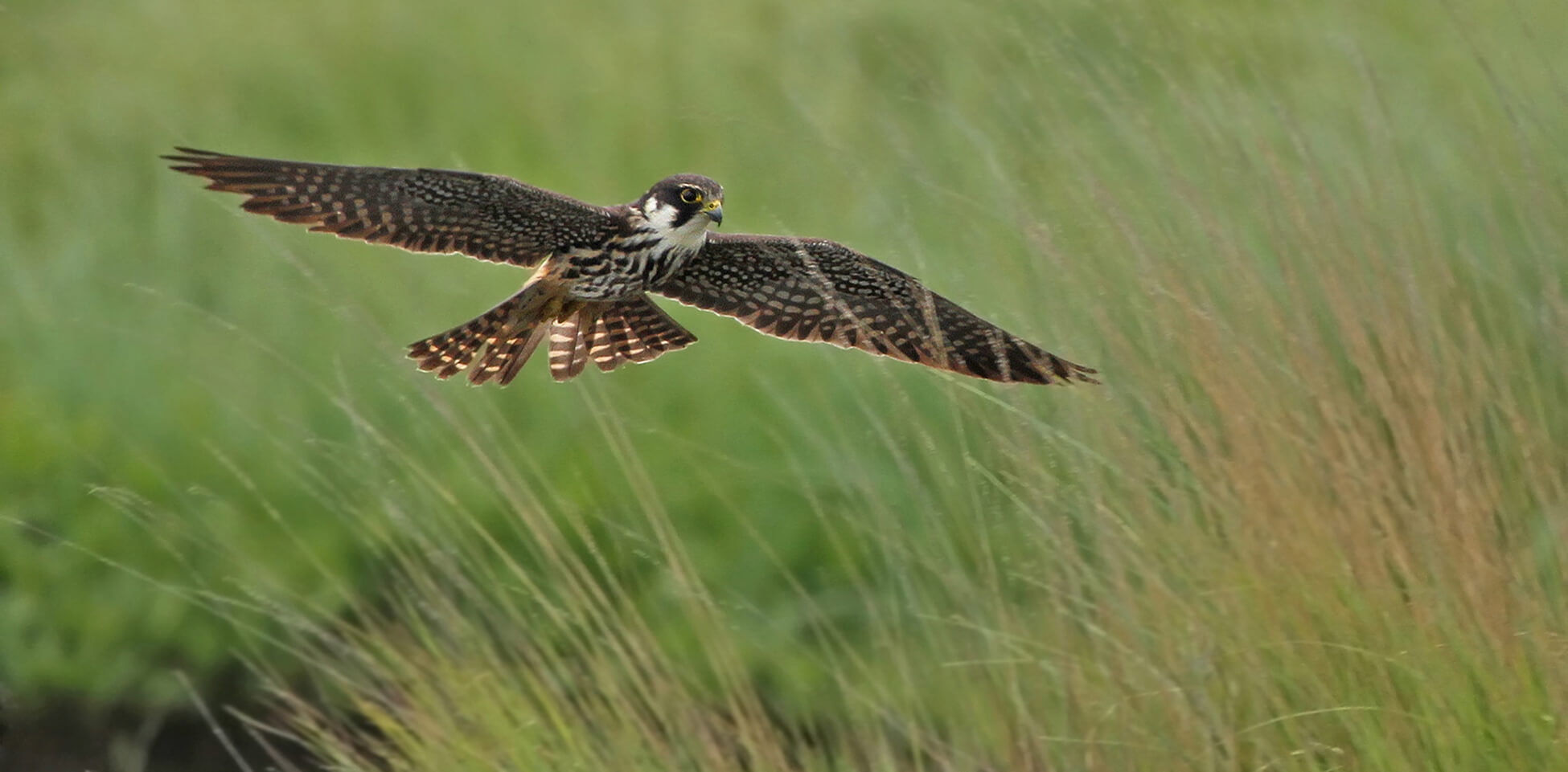 Falcon flying low over tall grassland with wings fully spread.